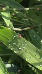 Toxomerus marginatus