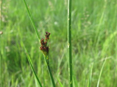 Juncus atratus