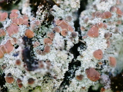 Trapeliopsis granulosa
