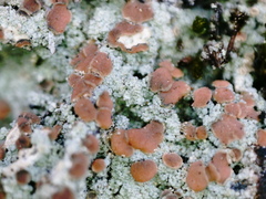 Trapeliopsis granulosa