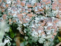 Trapeliopsis granulosa