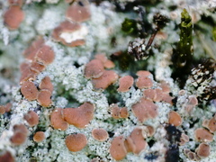 Trapeliopsis granulosa