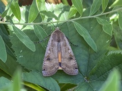 Noctua pronuba