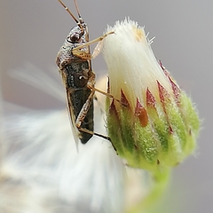 Heteroptera
