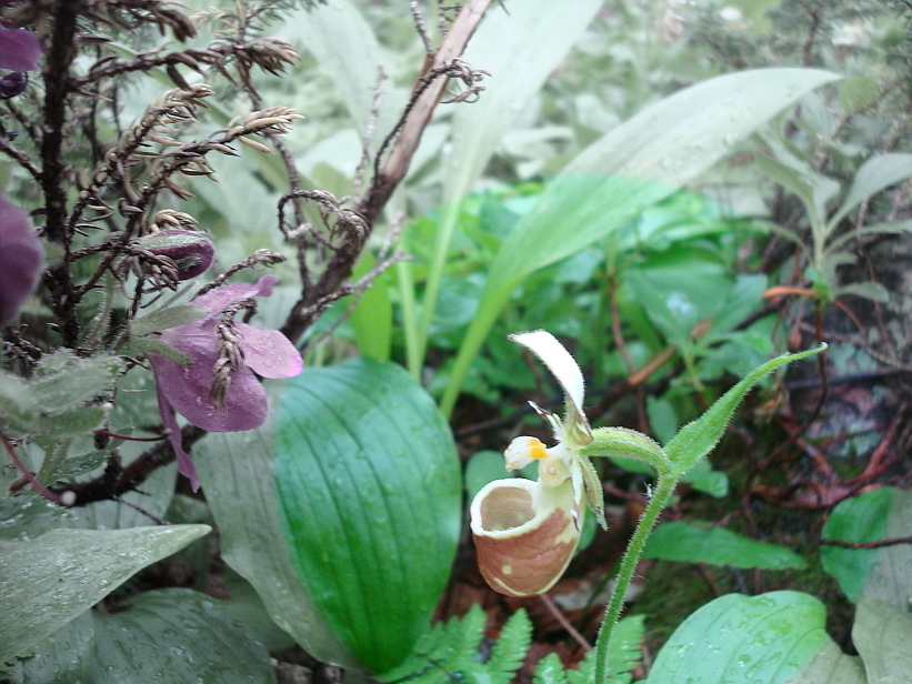 Cypripedium yatabeanum