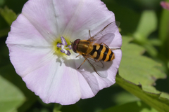 Syrphus ribesii