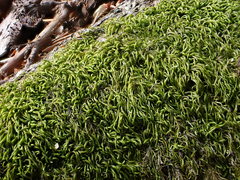 Pterigynandrum filiforme