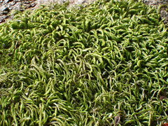 Pterigynandrum filiforme