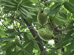 Juglans ailantifolia