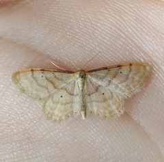Idaea fuscovenosa