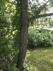 Juglans ailantifolia