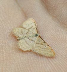 Idaea fuscovenosa