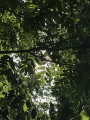 Juglans ailantifolia