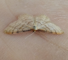 Idaea fuscovenosa