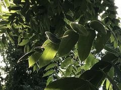 Juglans ailantifolia