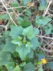 Senecio quinquelobus