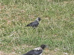 Corvus monedula