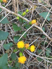 Senecio quinquelobus