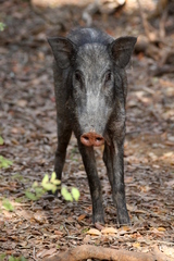 Sus scrofa cristatus