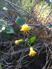 Senecio quinquelobus