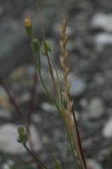 Lolium multiflorum × perenne