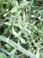 Stellaria alsine