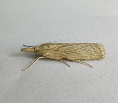Pediasia luteella