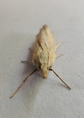Pediasia luteella