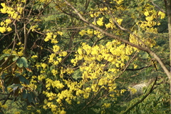 Handroanthus