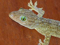Gekko smithii