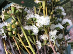 Eucalyptus diversifolia
