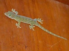 Gekko smithii