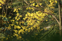 Handroanthus