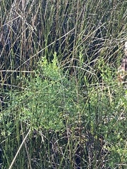 Eleocharis interstincta