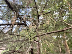 Juniperus virginiana