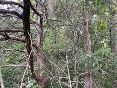 Juniperus virginiana