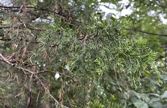 Juniperus virginiana