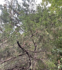 Juniperus virginiana