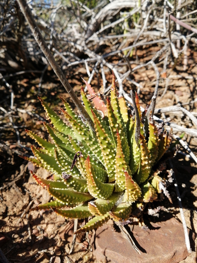 Tulista pumila, Cape Winelands, ZA-WC, ZA