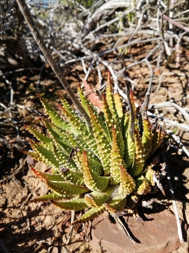 Tulista pumila