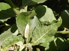 Eilema lurideola