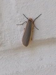 Eilema lurideola