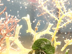 Caprella acanthifera