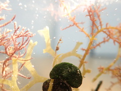 Caprella acanthifera