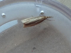 Chilo phragmitella