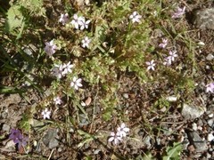 Erodium lebelii