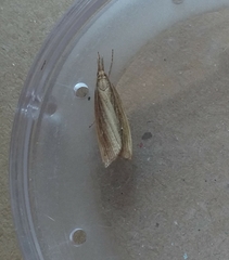 Chilo phragmitella