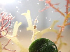 Caprella acanthifera