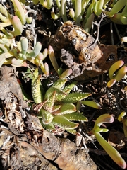 Tulista pumila