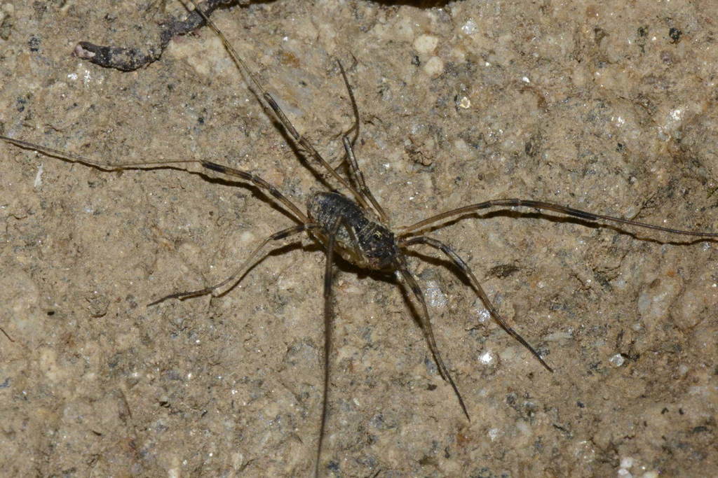 Oligolophus
